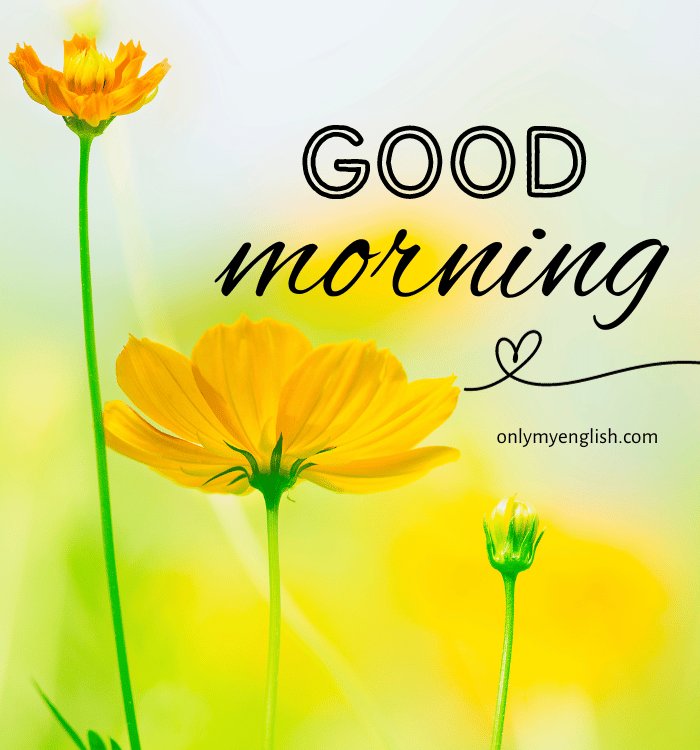 Assalamualaikum good morning 🌞🌞