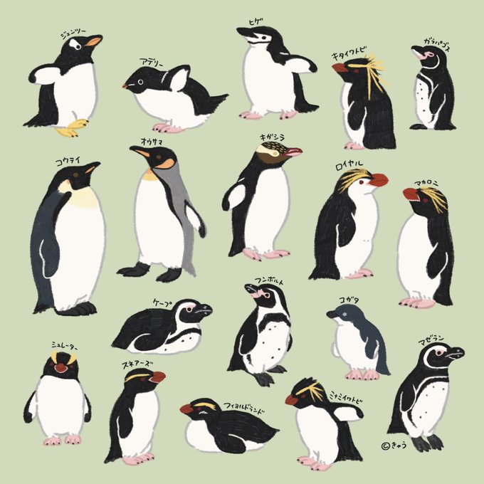 「no humans penguin」 illustration images(Latest)