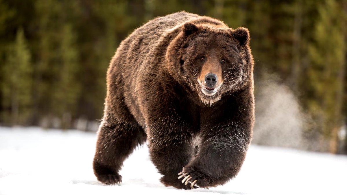 A British Columbia man was airlifted to a Calgary hospital after sustaining significant injuries from a grizzly bear attack near the B.C.-Alberta border. According to RCMP and wildlife officials, the 36-year-old and his father were tracking a bear when the grizzly attacked him.