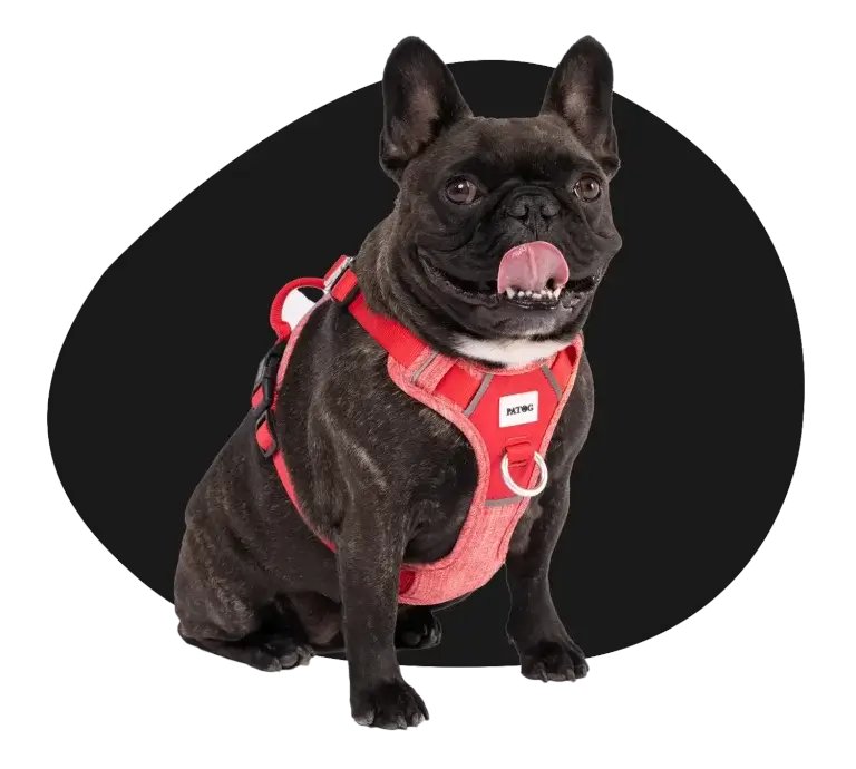 #DOG ACCESSORIES
Free fast deliveries from Patog's online store in #Perth #Australia of comfortable, no-pull #DogLeash and quality #dogharness in a range of sizes and colours. petaccessories.sale