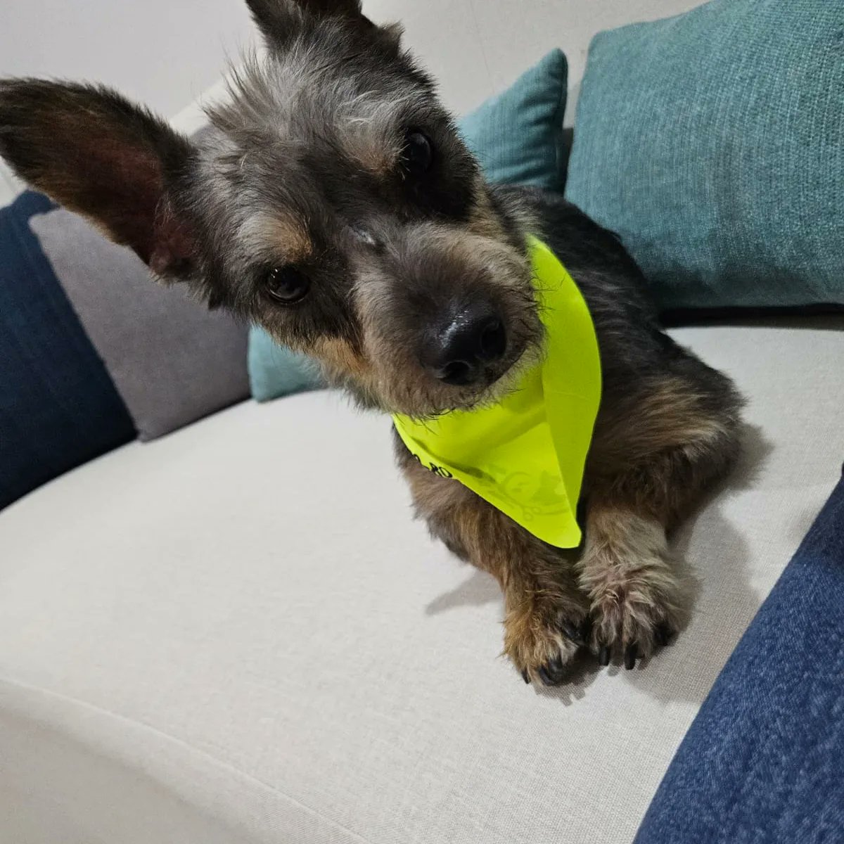 Caso 104-2024 Francis 💜 perrita pequeña rescatada en san José Pinula mezcla de Yorkie tiene aprox dos a tres años, ya se le hizo grooming, y se le dió nexgard es sociable con perros y amorosa, vamos a buscarle una segunda oportunidad y una familia.
#adoptanocompres