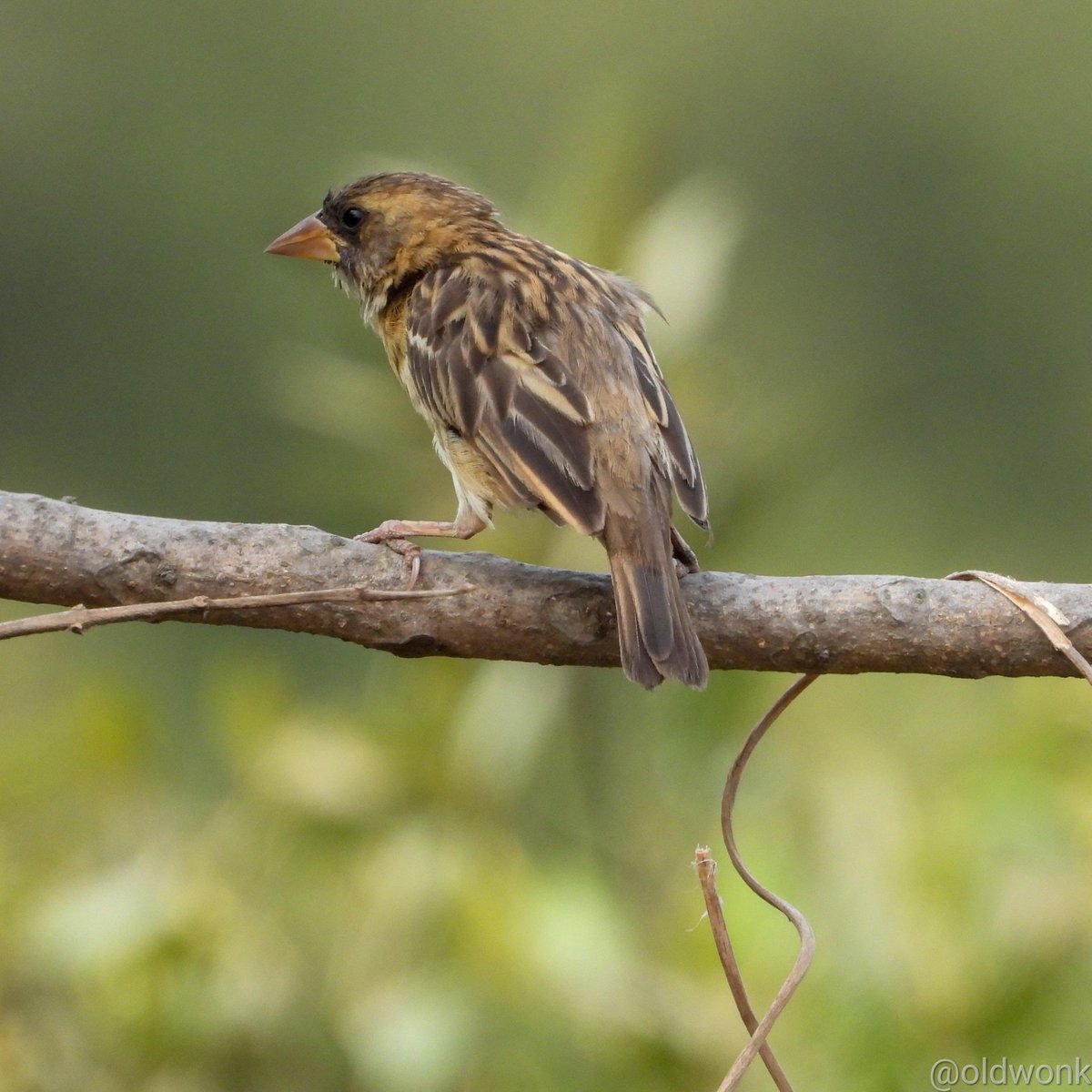 Baya Weaver (Ploceus philippinus) 💛

TS Chanakya Mudflats, Navi Mumbai. May 2024. 

#IndiAves #TwitterNatureCommunity #BBCWildlifePOTD #Framed #ThePhotoHour #BirdTwitter #BirdsSeenIn2024