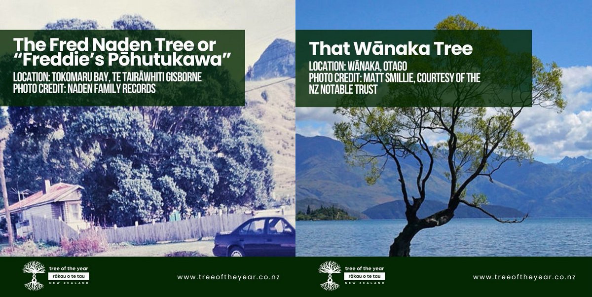 NZ Notable Trees tweet media