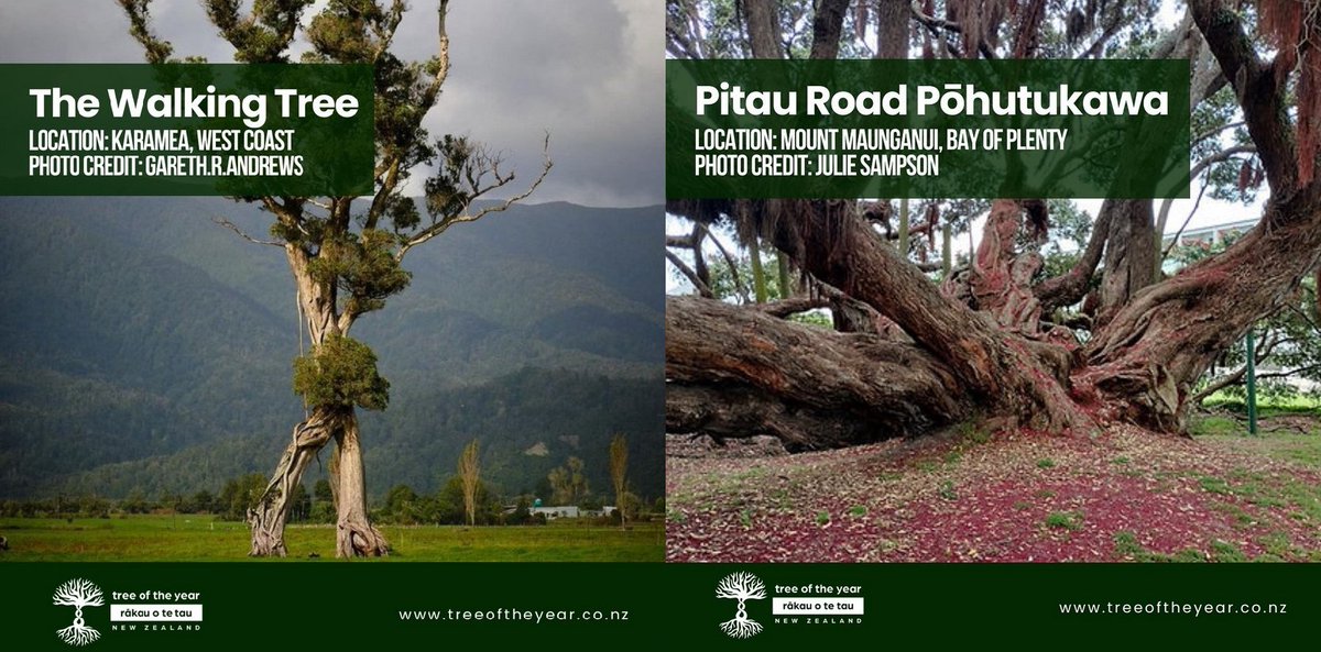 NZ Notable Trees tweet media