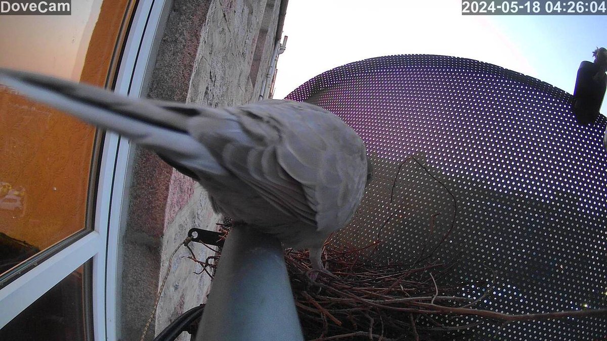 LiveNestBoxCam's tweet photo. Live Collared Dove Nest Cam  #nestcam #doves #birds #birdnest Watch live : https://t.co/JQMf9klLdZ https://t.co/M6Cm32U8km