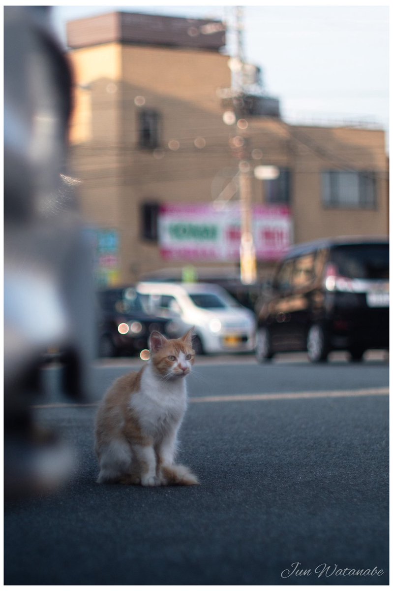 Camera:Panasonic Lumix DC-GX7MK3 Lens:PETRI C.C Auto 55/1.4 #snapshot #cat #cats #CatsLover #animal #animalphotography #photograghy #photographer #photooftheday #animalphotography #landscape #oldlens #voigtlander #lumix #オールドレンズ #猫 #ネコ #ねこ