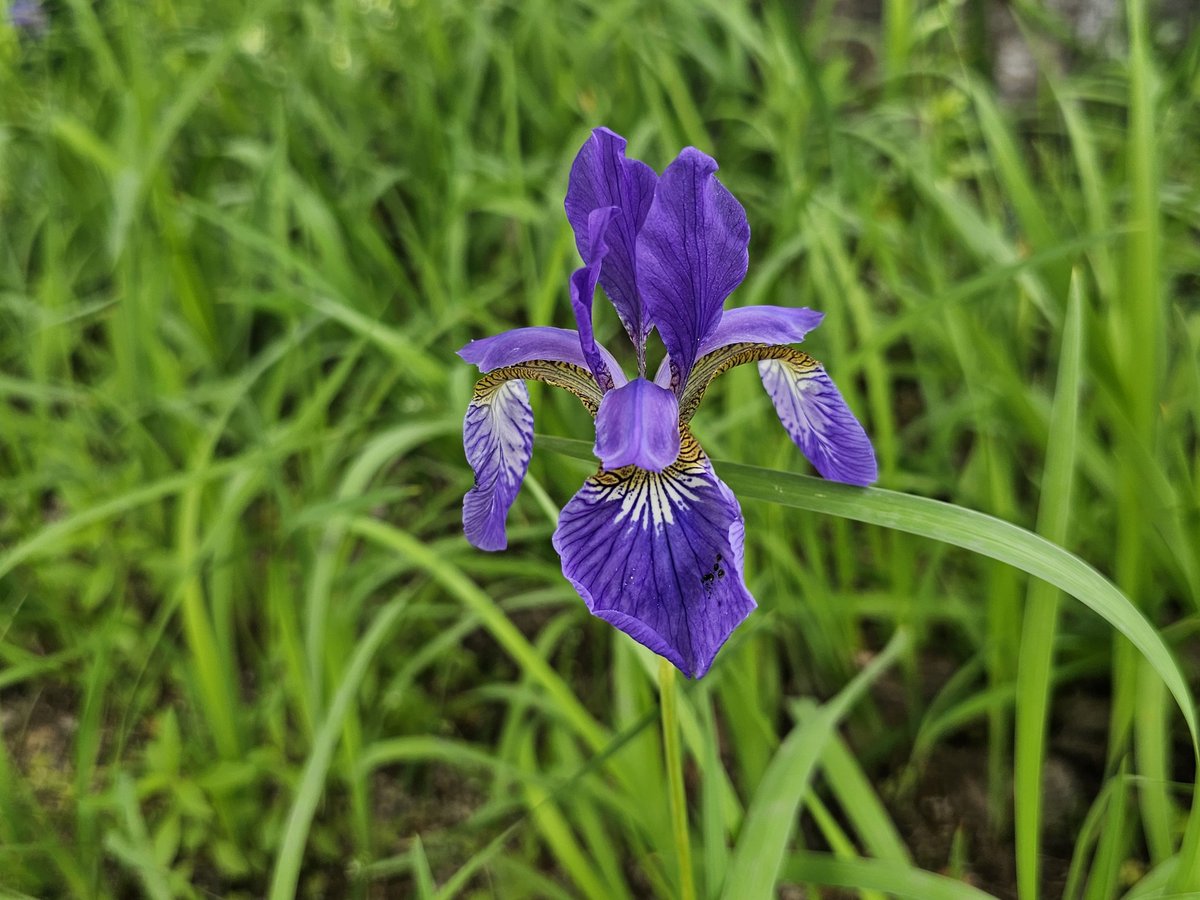 붓꽃이 피는 계절이네요. 양지바른 들판이나  함백산 정상 습하고 기름진 풀밭에 자랍니다.
