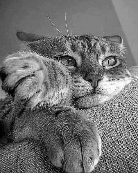 ᄂ Ц Z (@blanchenoirr) on Twitter photo 