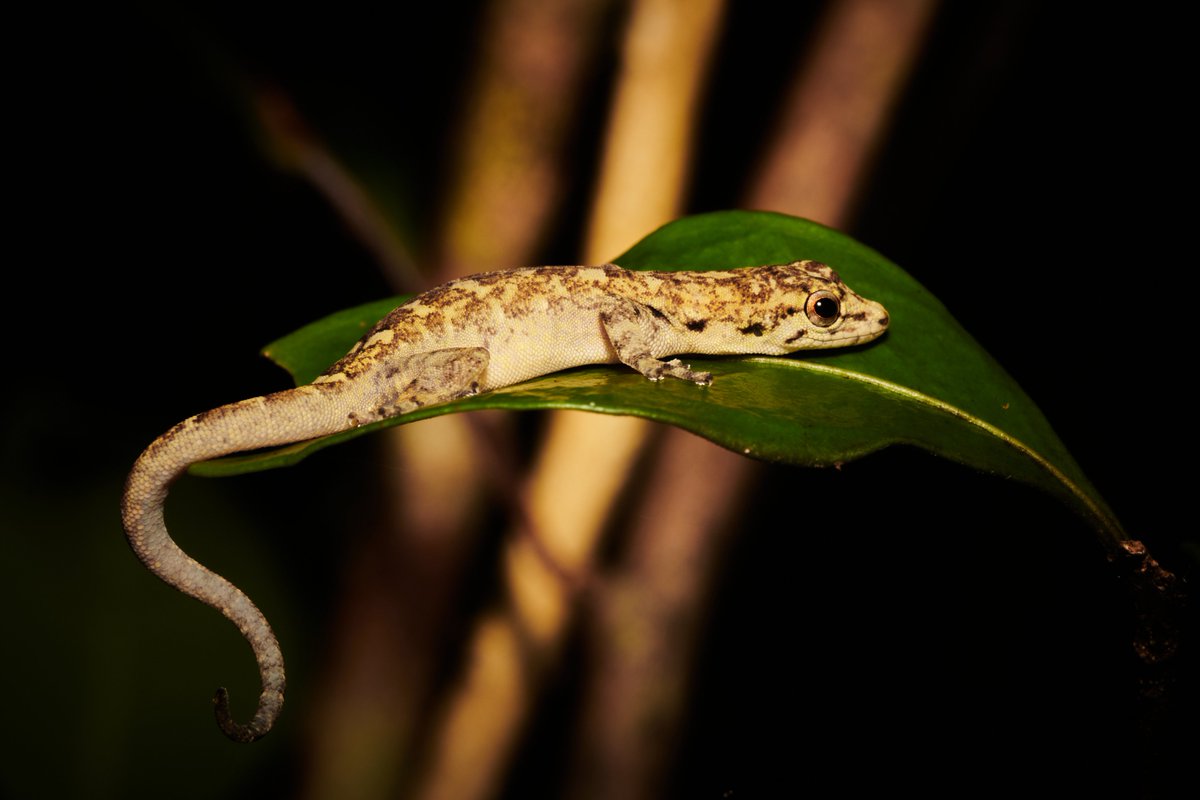 Madagascar Wildlife 1) Rainforest Dwarf Gecko | Ankanin'ny Nofy 2) Red fronted brown lemur | Ranomafana #wildlifeofmadagascar #bigfivesafari #nationalpark #wildlifeonearth #wildlifelover #conservation
