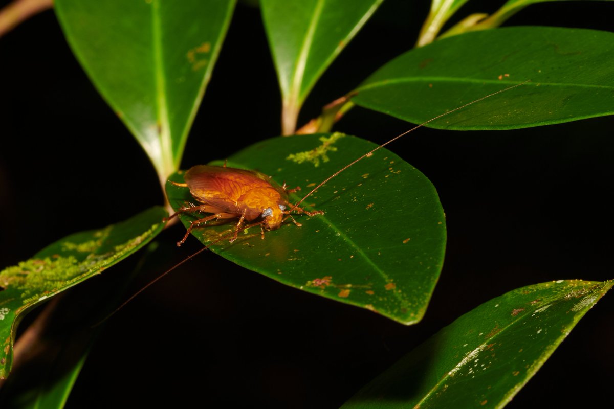 bownaankamal's tweet photo. Madagascar Wildlife
1) Boophis sp | Analamazaotra
2) Calumma parsonii | Analamazaotra
3) Cockroach | Ankanin'ny Nofy
4) Diademed sifaka | Analamazaotra
#madagascarwildlife #loveafrica #coloursofafrica #madagascar #wildlifeprotection https://t.co/LUqgFphrMJ