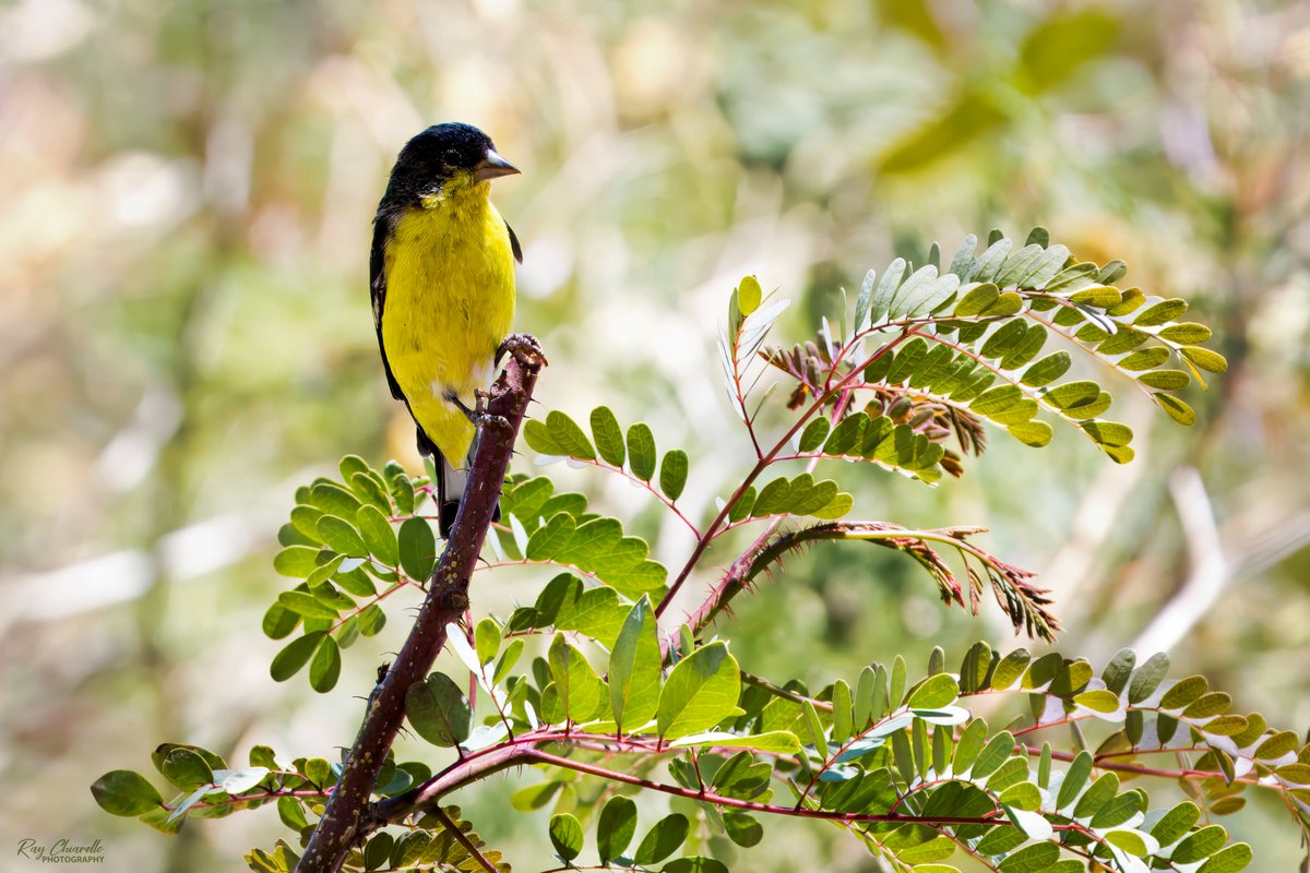 Lesser Goldfinch in my yard today. #BirdsSeenIn2024 #Birds #Birdwatching #MyBirdPic #Wildlife #Nature #Birding #BirdsOfTwitter #ElPaso #Texas