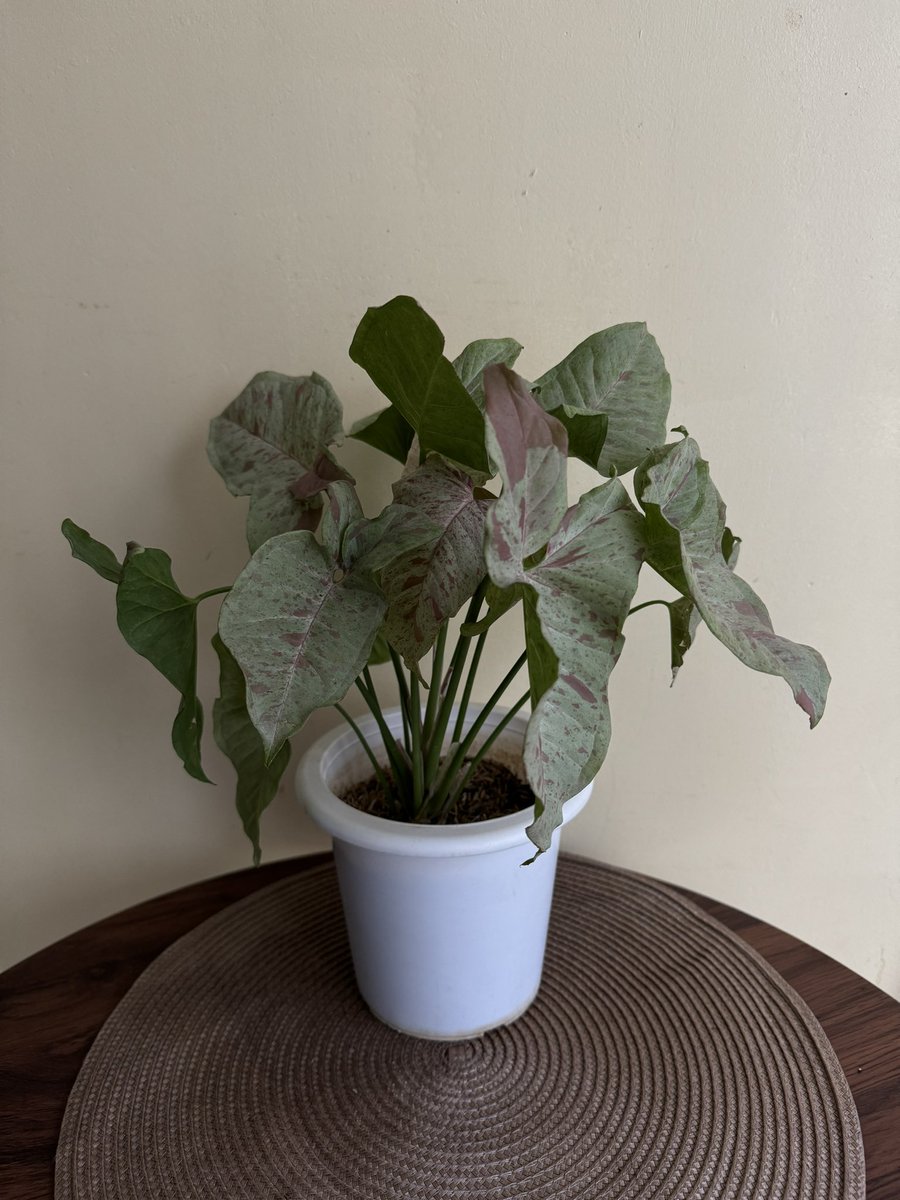 🪴 NEW PLANTS AVAILABLE!! 🪴

Fiddle leaf fig - 499
Aglaonema commutatum 
3in1 (Philippine evergreen) - 350 
White Tineke rubber plant - 350
Syngonium ‘Milk Confetti’ - 300