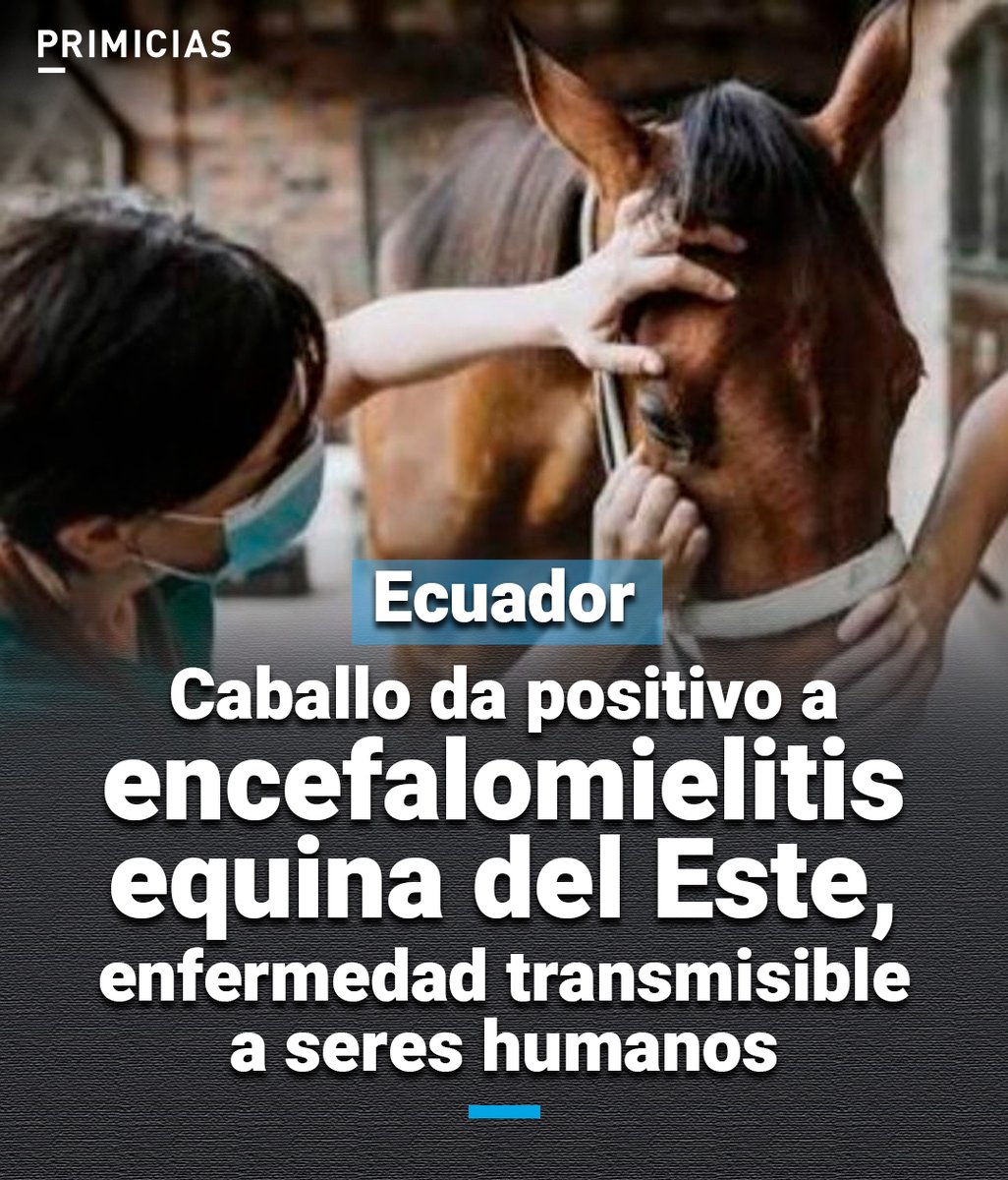 Las encefalomielitis equina del Este es una infección viral, que pueden causar encefalitis grave en caballos y seres humanos. Un caso se detectó en Guayas. prim.ec/OhEj50RKYu7