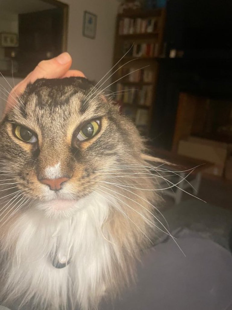 Cats with their heads held back (@catsheld) on Twitter photo 