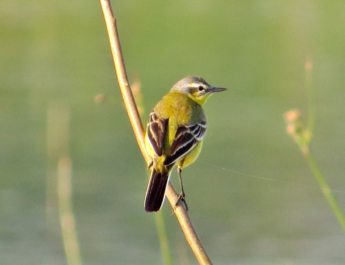 #birdsphotography #birding #BirdsofTwitter #NatgeoIndia Western Yellow Wagtail. Generally found in and around waterbodies and all the wagtails have one common feature: they keep wagging their tail or pumps its long, white-sided tail up and down! @Avibase @IndiAves