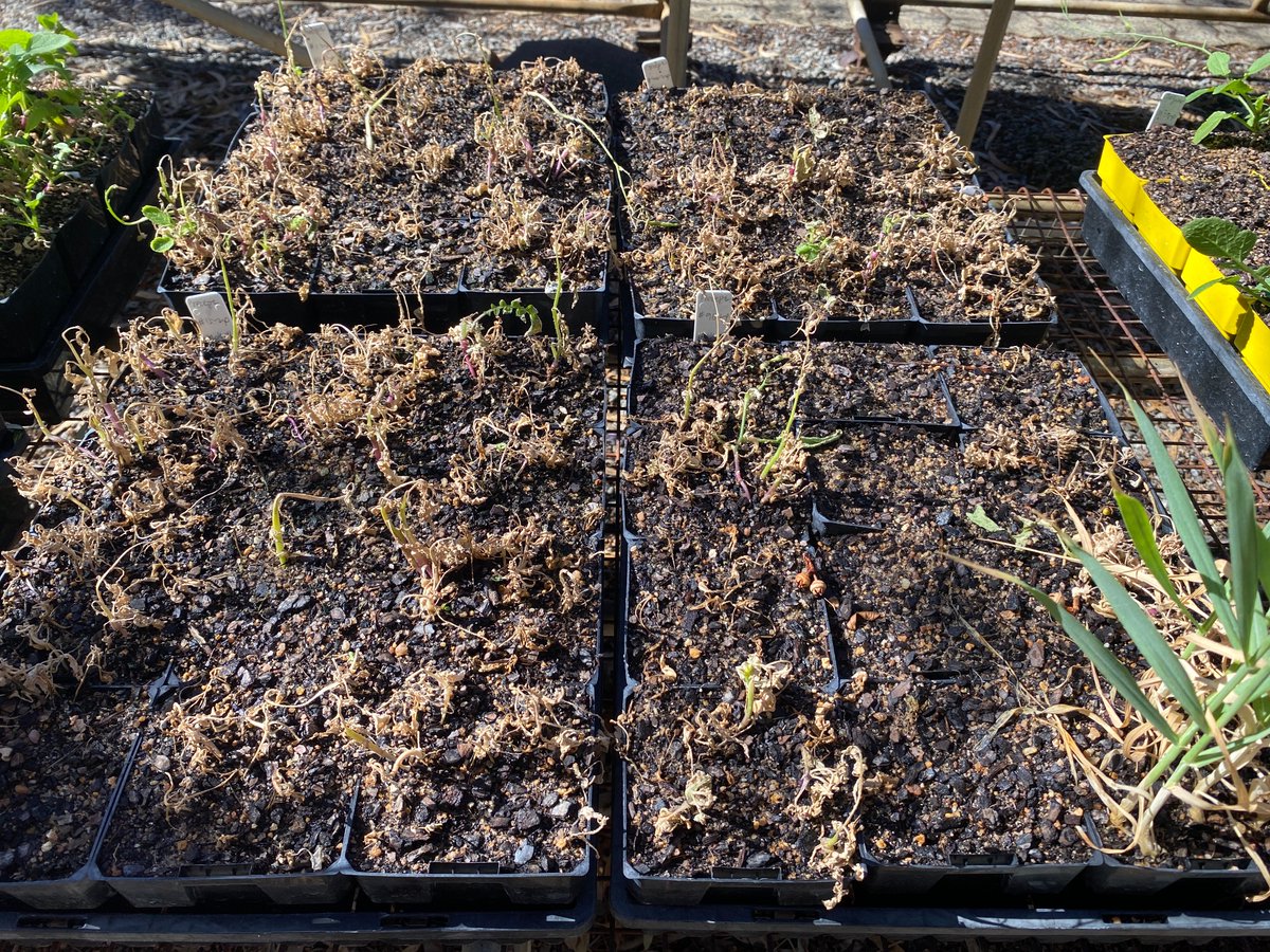 1L Precept resistant radish (left) re-sprayed with 1L Mateno Complete (right).  18DAT all killed indicating no cross-resistance between the two.  Probably only 1 plant - on the very left - is trying hard to survive.  It’s Cunderdin radish well known to be hard to kill.