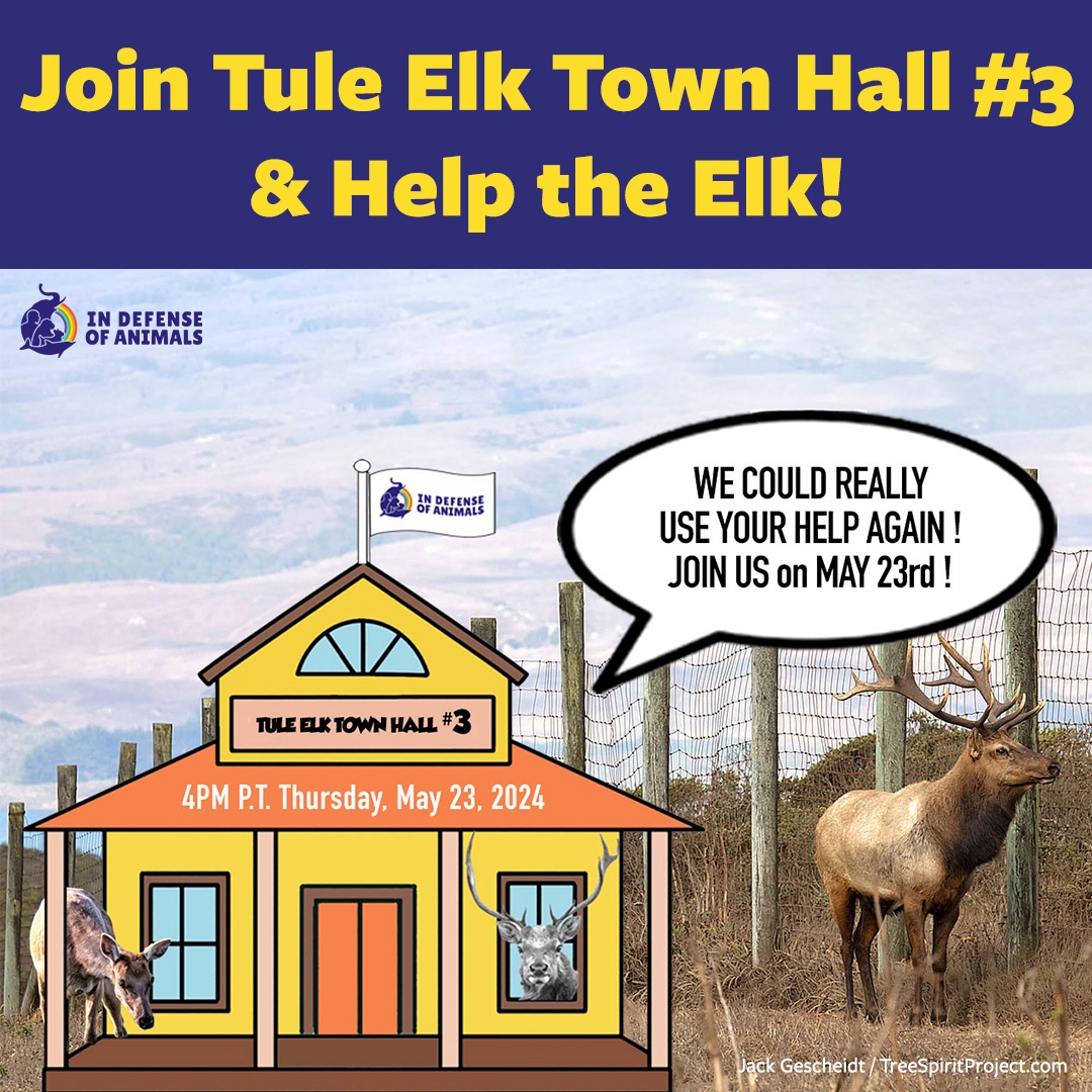 Join @IDAUSA In Defense of Animals Tule Elk (Zoom) Town Hall #3, Thurs May 23rd @ 3 pm PT. The #TuleElk of #PointReyes need your help one last time. Answer that burning question: When will the elk fence finally come down!? bit.ly/3WLrqxt Pls RT & bit.ly/3K36tqx
