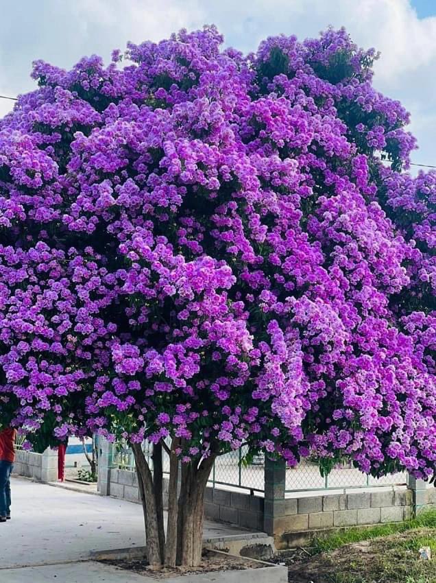 Hanni let’s go see crepe myrtle blooming in Hanoi