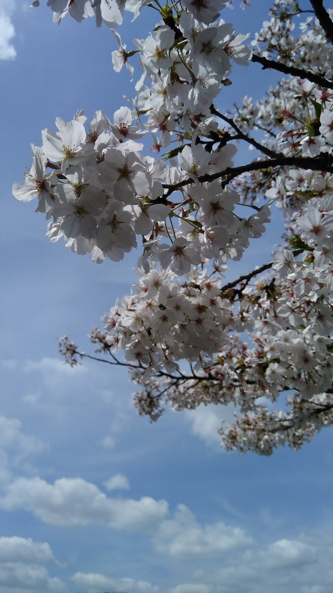 鼻詰まりってなんだっけ❓
そう思えるほど名所の桜はいい感じ🌸Vol.２９

ほら見てご覧💗💙𓂃 𓈒𓏸◌
同じ白でも光と影で
こんなに違う色に
空の青も明るさと暗さを
あわせ持ってるね
心に描く色は君の自由
どんな色でも明るく照らしてみせる