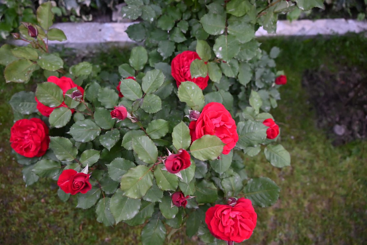 “You can complain because roses have thorns, or you can rejoice because thorns have roses.” Straight fm @10BnSSB_INDIA premises #Srinagar #Jammu_Kashmir #RoseSaturday @saroshkafeel3 @TheNeelkanth @abhishek15may