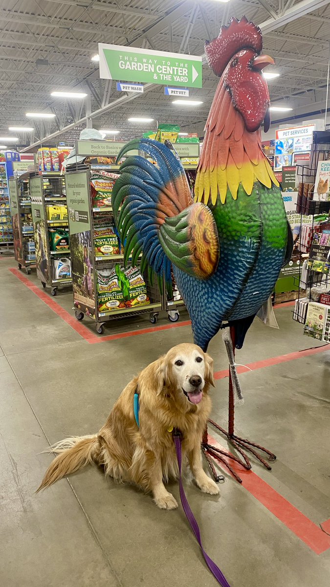 “I’ve got a new friend!!!” —Sophie #WeekendSmiles @TractorSupply #dogsoftwitter #BrooksHaven #grc #dogcelebration #GoldenRetriever #dogsofX #rooster #newfriend