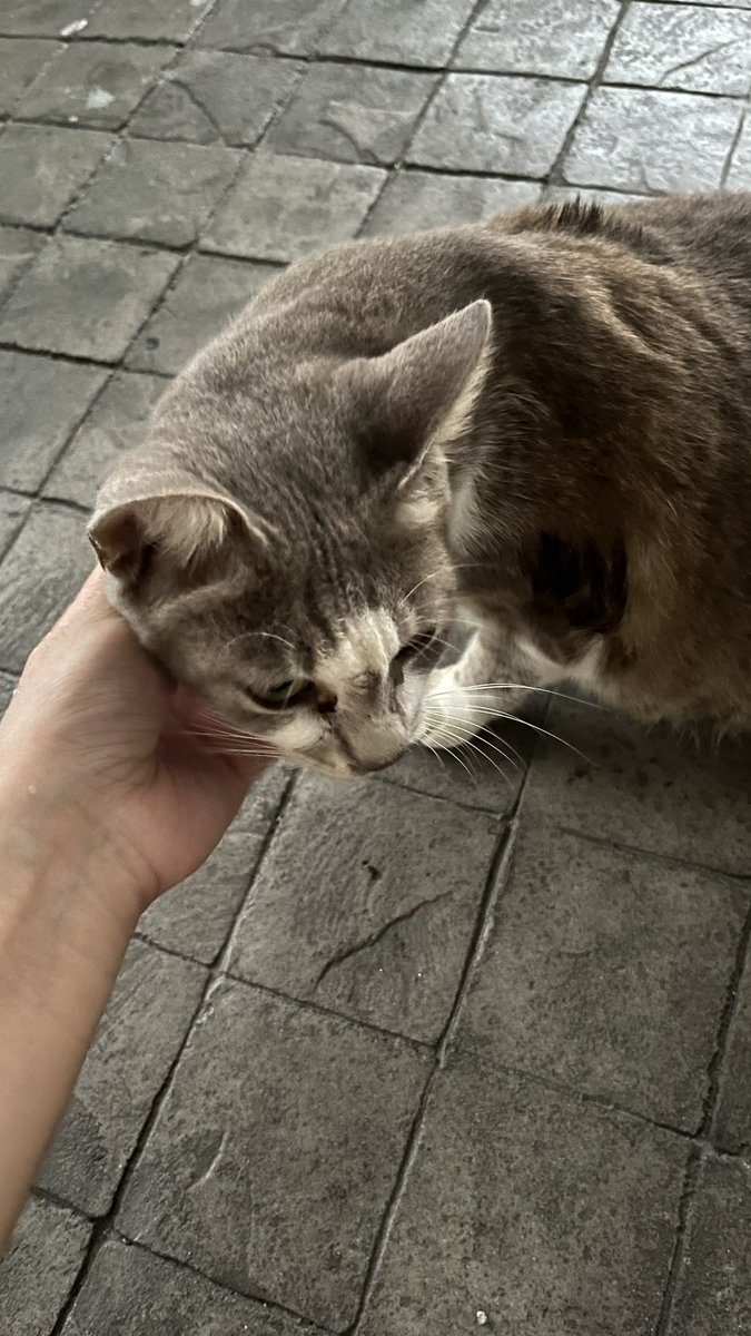 hi! anyone looking to adopt a pregnant stray cat? she is Super pretty and so so manja and lovely! i feed and clean her everyday. but i'm just a student and i can't afford to take care of her. she also has flu :( i will deliver to you personally! pls help her🥺 📍 kl / perak area