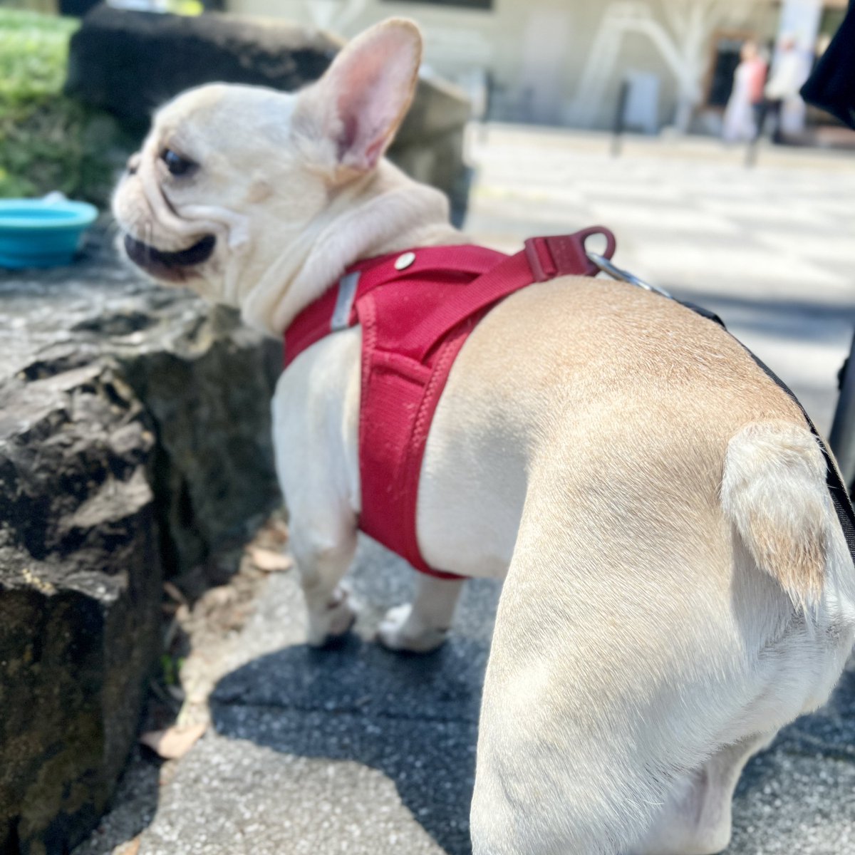 本日のおしりです。
お納め下さい。
今日は真夏🍑🍑🍑

#フレンチブルドッグ
#フレブル