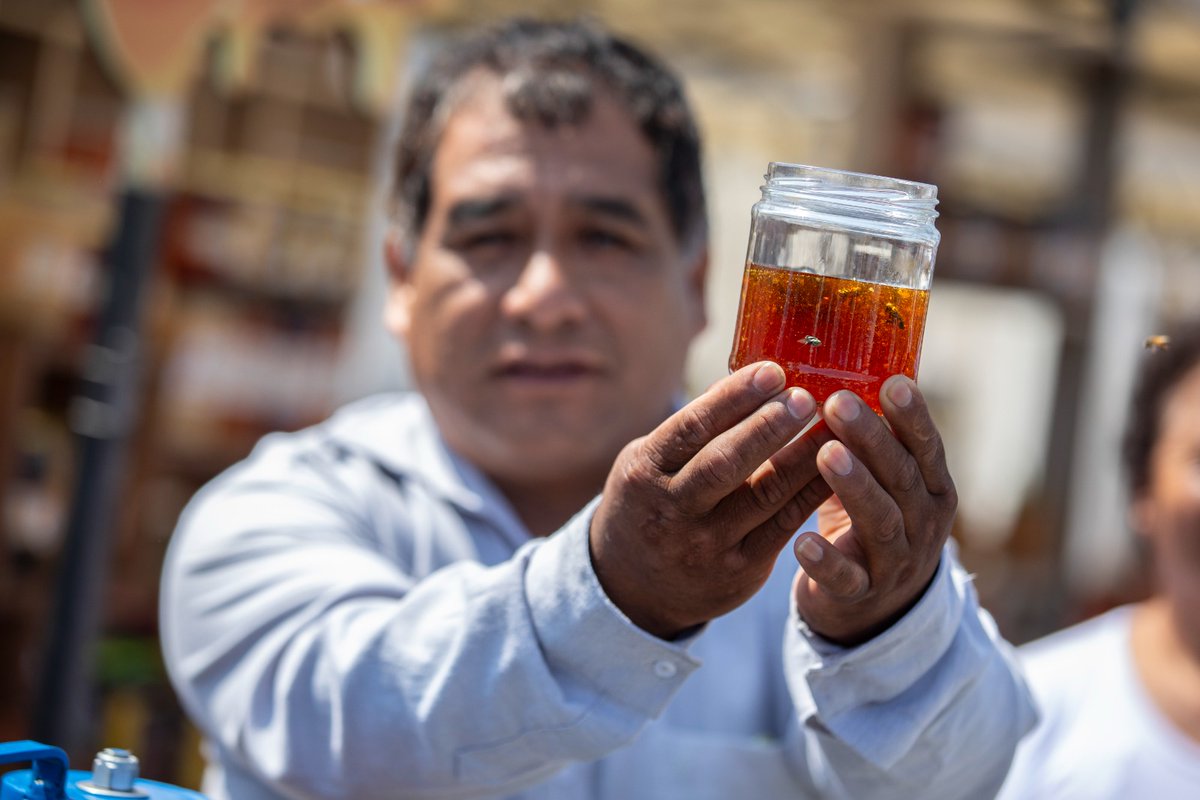 ¡Inició la feria por el Día Mundial de la Abeja! 🍯 🐝
Desde el interior del país se hicieron presentes, apicultores del Cuzco, Apurímac, Arequipa, Pasco, entre otros para acercar sus productos a base de miel a la población limeña.