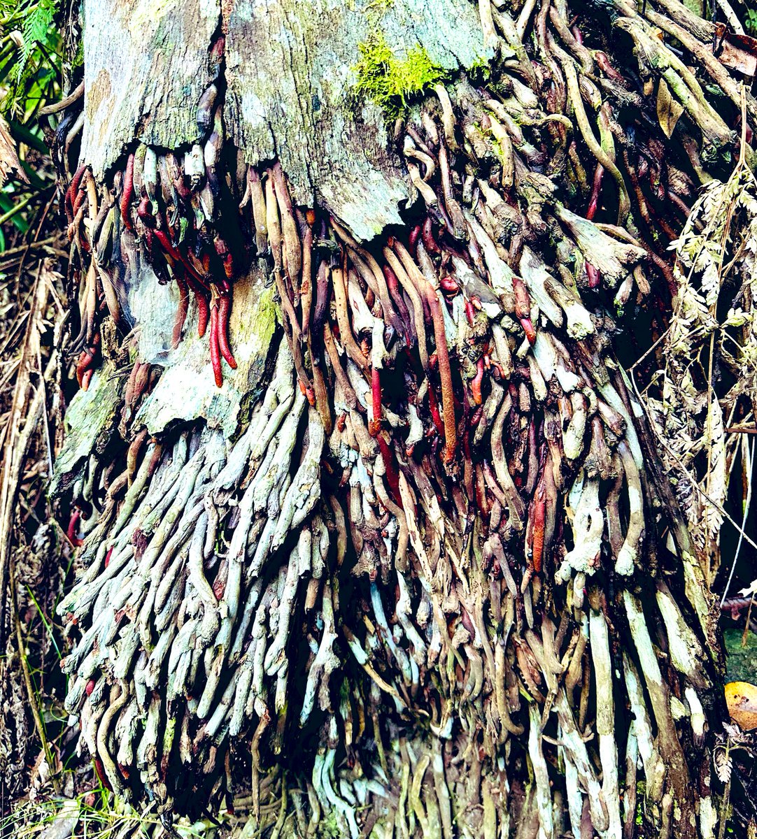 Alien or tree? #rainforest #tree