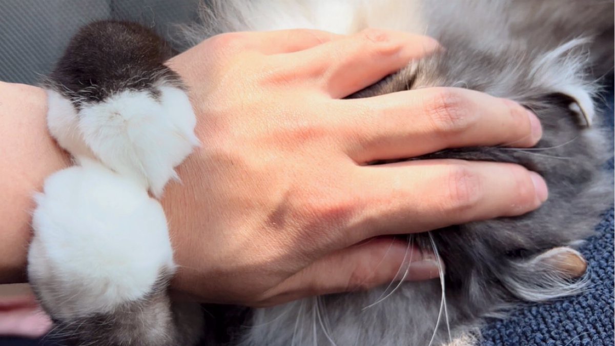 猫と握手しようとしたら抱きしめられた
動画はこちらをタップ⬇️
youtu.be/afC_94ZJoWk?si…