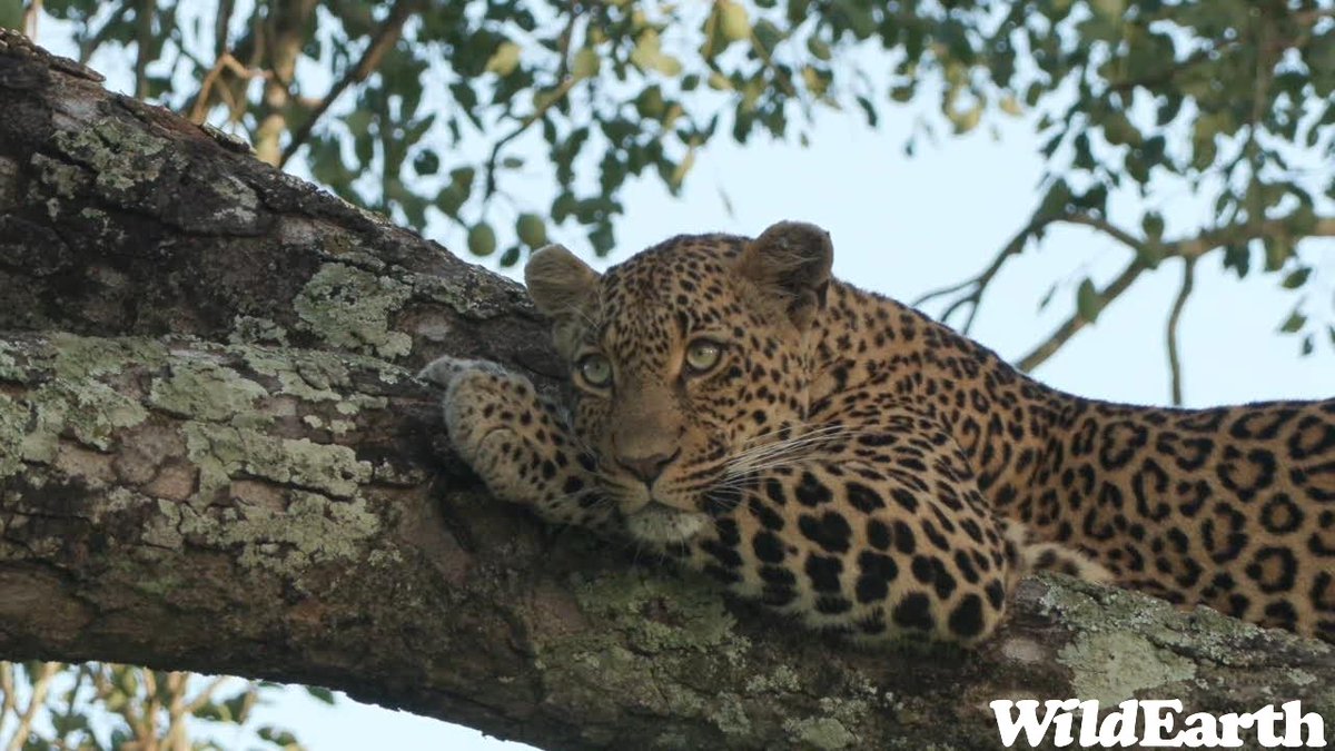 Get ready for a bumble through the bush this Caturday! Jordan is your director, and Chulu will be on the keys. Talk to us on wildearth.tv/questions/ #wildearth