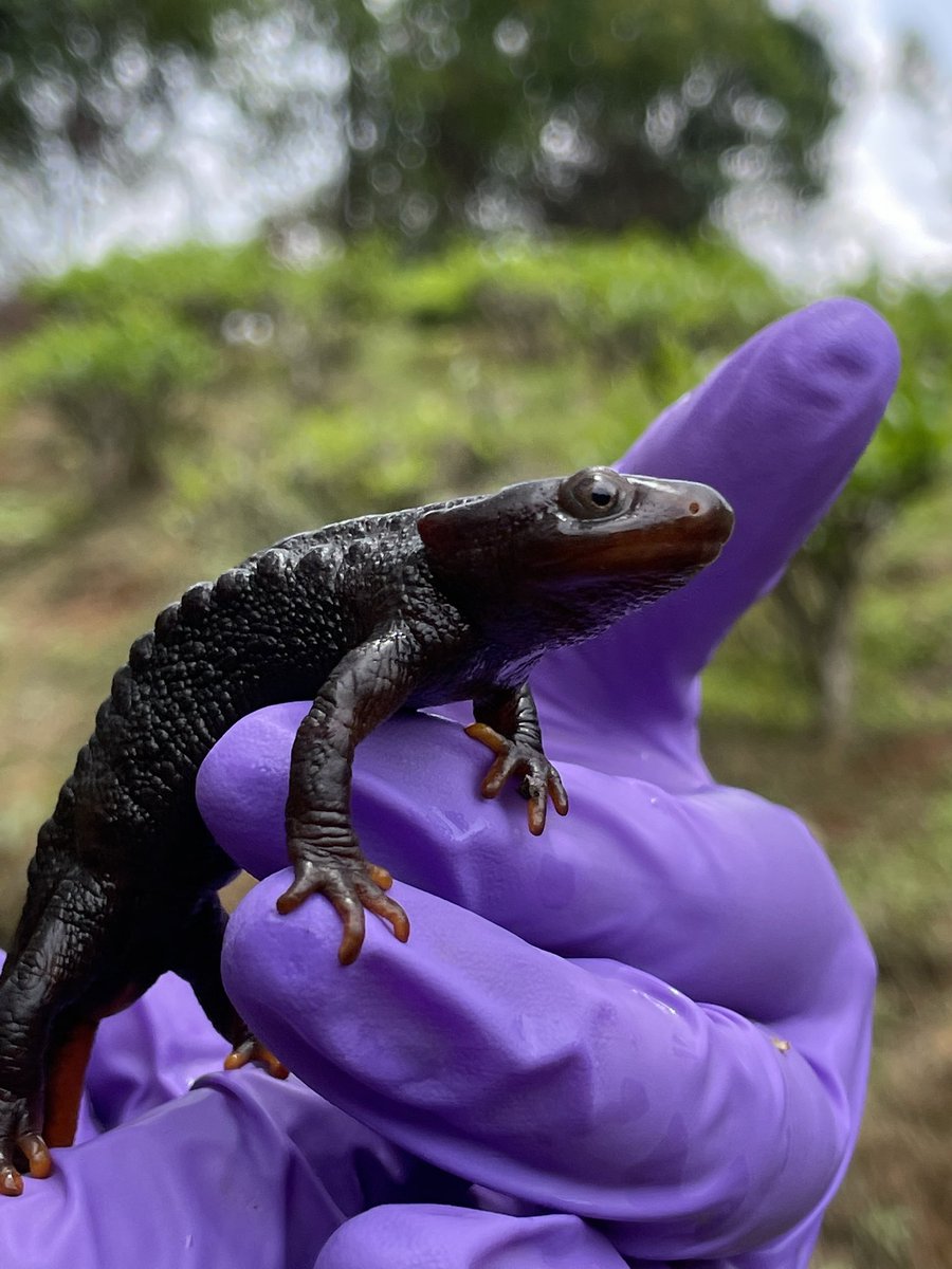 #darjeeling maybe known for its #tea and it’s #toytrain but few know it’s home to the endemic #himalayan #salamander .. aren’t they awesome ? Sadly their water bodies being lost to the construction boom in the hills