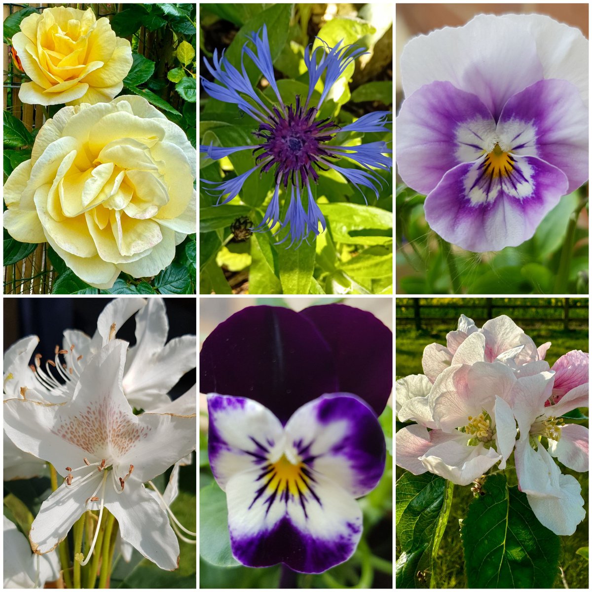 Happy Saturday 🌞 here's my six  for #sixonsaturday #flowers #nature #gardening there are so many beautiful things in nature to appreciate 💚 #blessed