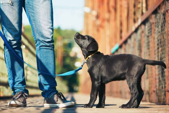 Training Tip for Your Dog: Keep Sessions Short and Frequent

Research suggests shorter, frequent training sessions (under 5 minutes) are more effective than longer ones. 

Keep it short to maintain focus and motivation for faster learning and better retention.
#EffectiveTraining