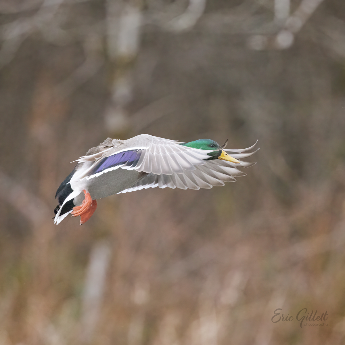 🦆 Mallard on final approach! 

#MallardMonday
#birdphotography