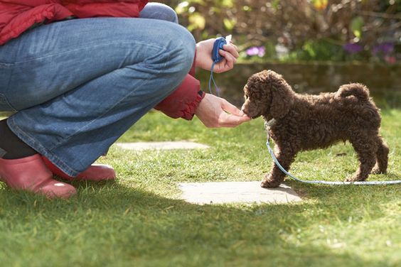 Training Tip for Your Dog: Clicker Training for Precision

Use a clicker to mark the exact moment your dog performs a desired behavior.

Studies show clicker training improves learning speed and accuracy compared to traditional methods.
#ClickerTraining