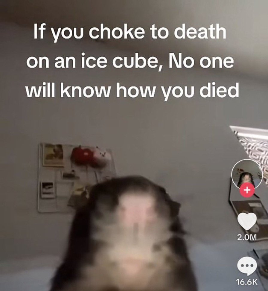 Wild TikToks (@wildtiktokss) on Twitter photo 