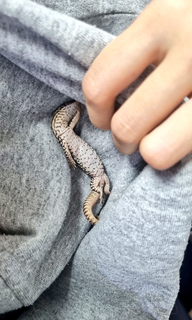 생후 3주된 도마뱀의 여유로움
> 모자 속에 들어가 뒤집어져서 자기