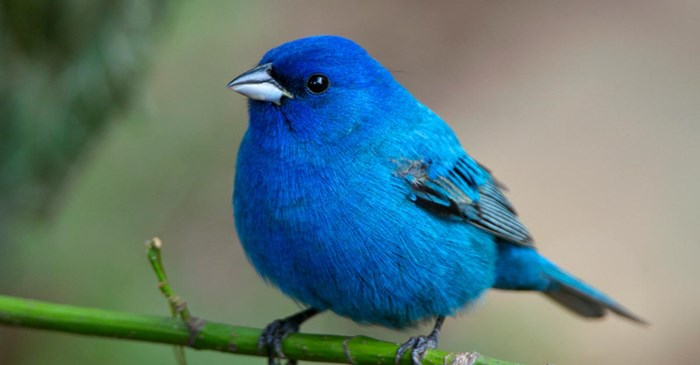 AshleyPoo19's tweet photo. #bird https://t.co/qA6W0SkCdl