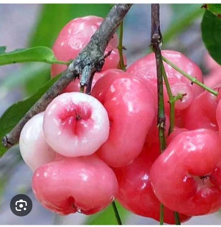 この果物はローズアップルフルーツと呼ばれ、ナイジェリアで育つ唯一のリンゴであるため、非常に一般的です。 

ローズアップル、またはシジウム・ジャンボスとしても知られるこの果物は、東南アジア原産の熱帯果物です。 通常はベル型で、ピンク、緑、または黄色のワックス状の皮を持っています。