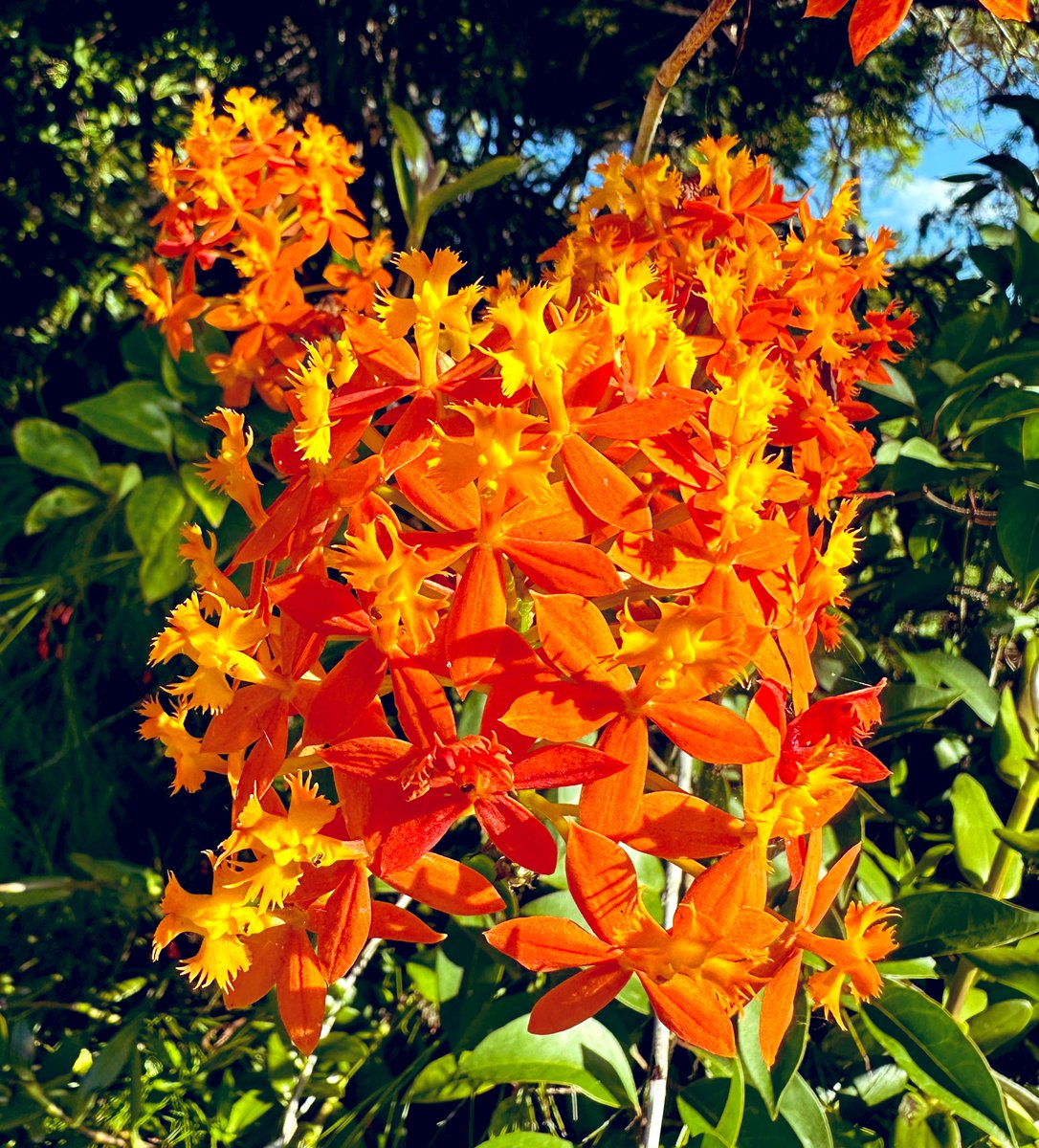 Fire-Star Orchid. #flowers