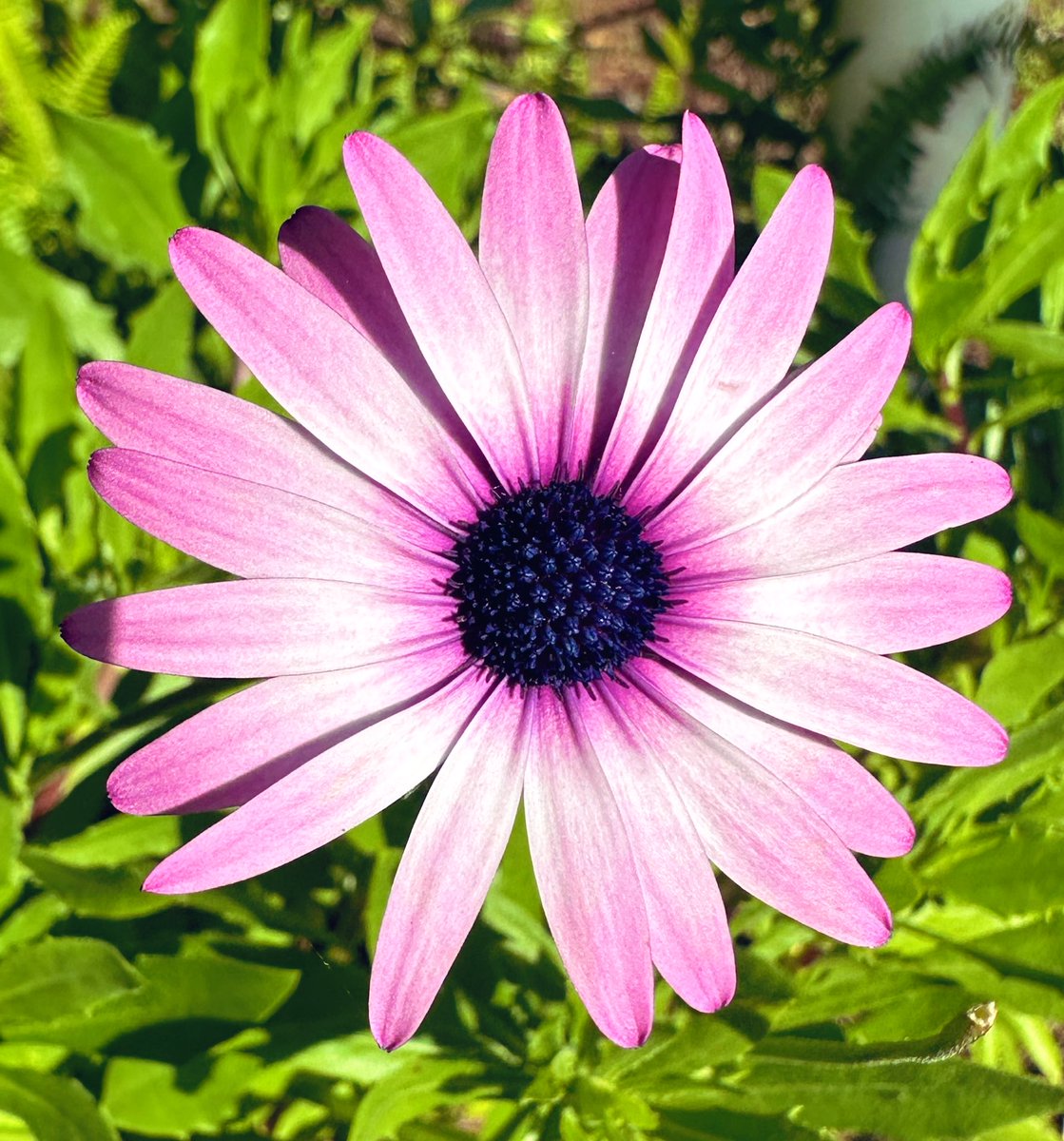 Cape Marguerite #flowers