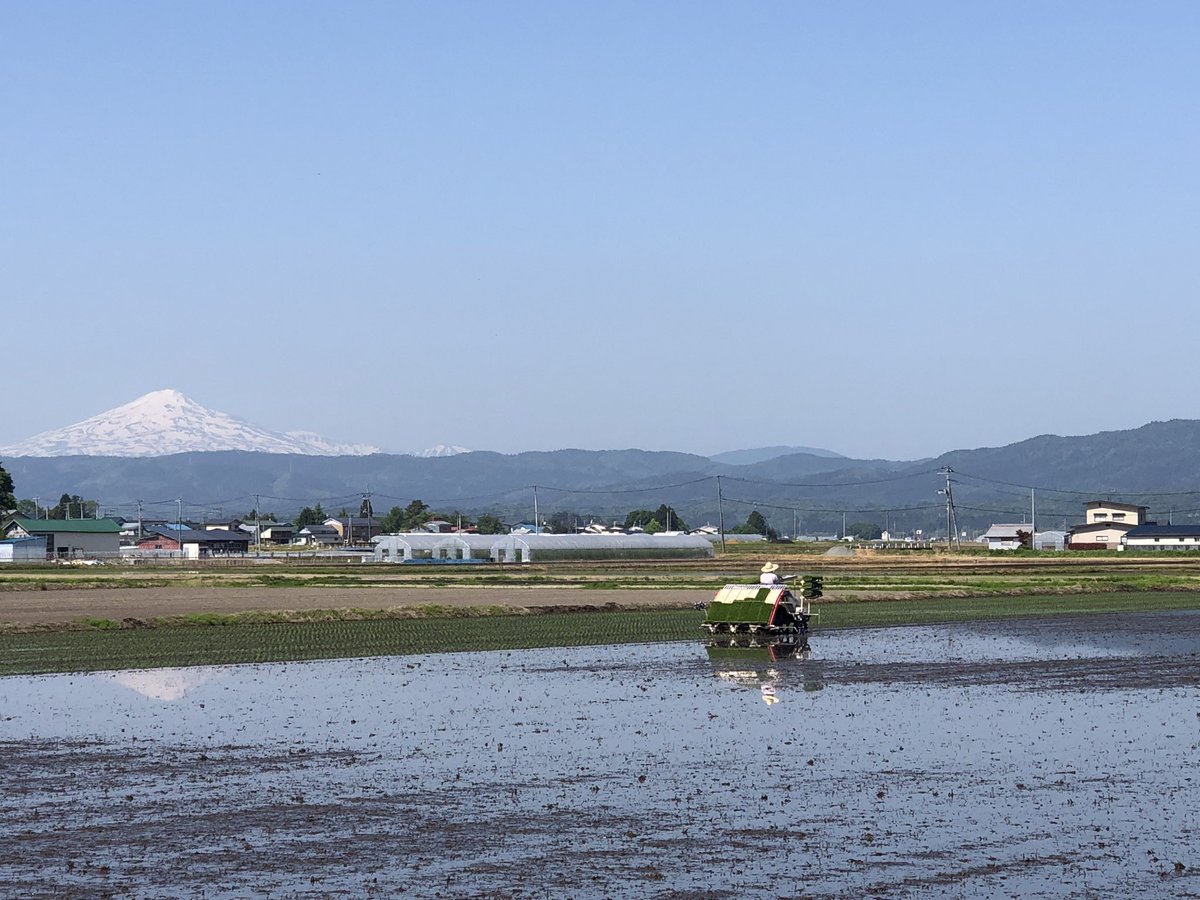 田植え初日っ( •̀ㅂ•́)و
#yokote #鳥海山 #田植え