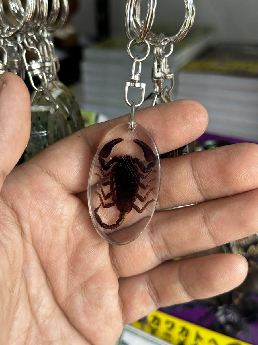 昆虫標本とおまけの魚の標本キーホルダー Amazon.co.jp: 昆虫標本キーホルダー ホウセキゾウムシ ガチャ : おもちゃ