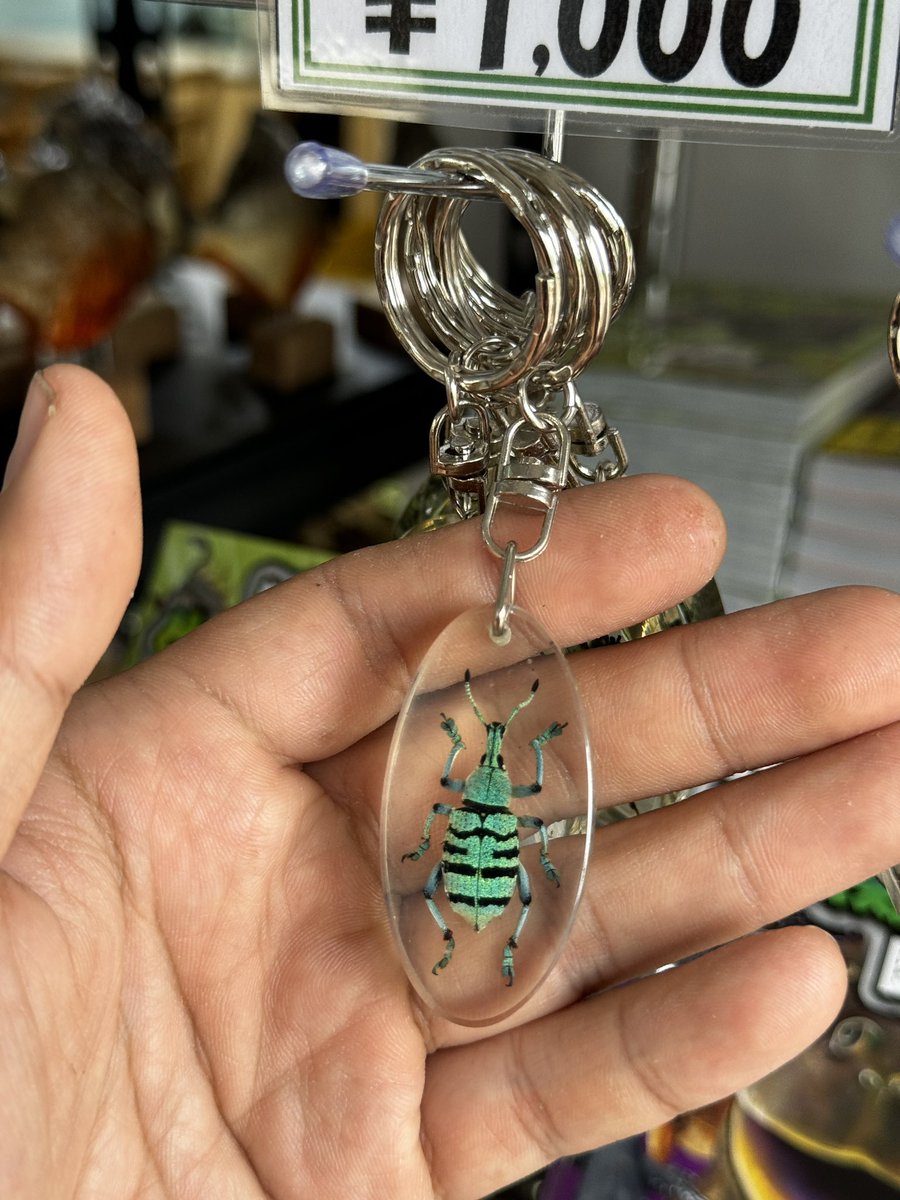 館長がインドネシアから買ってきた昆虫標本樹脂封入キーホルダー販売中