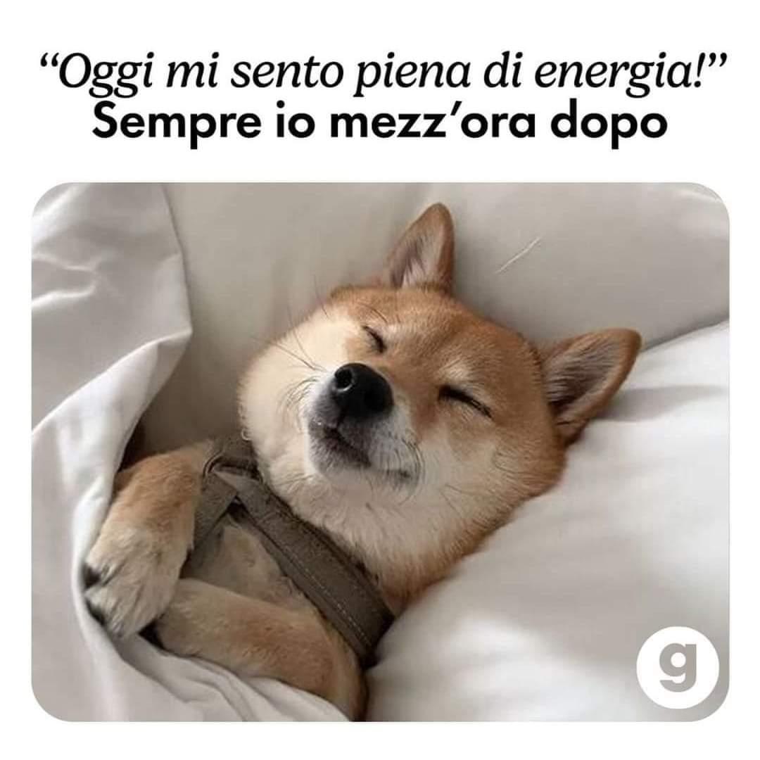 Buongiorno a tutti ☕️🥐Buon sabaro 😍🫂🐾🐾🐈‍⬛🐶😘🤗🌻🍀