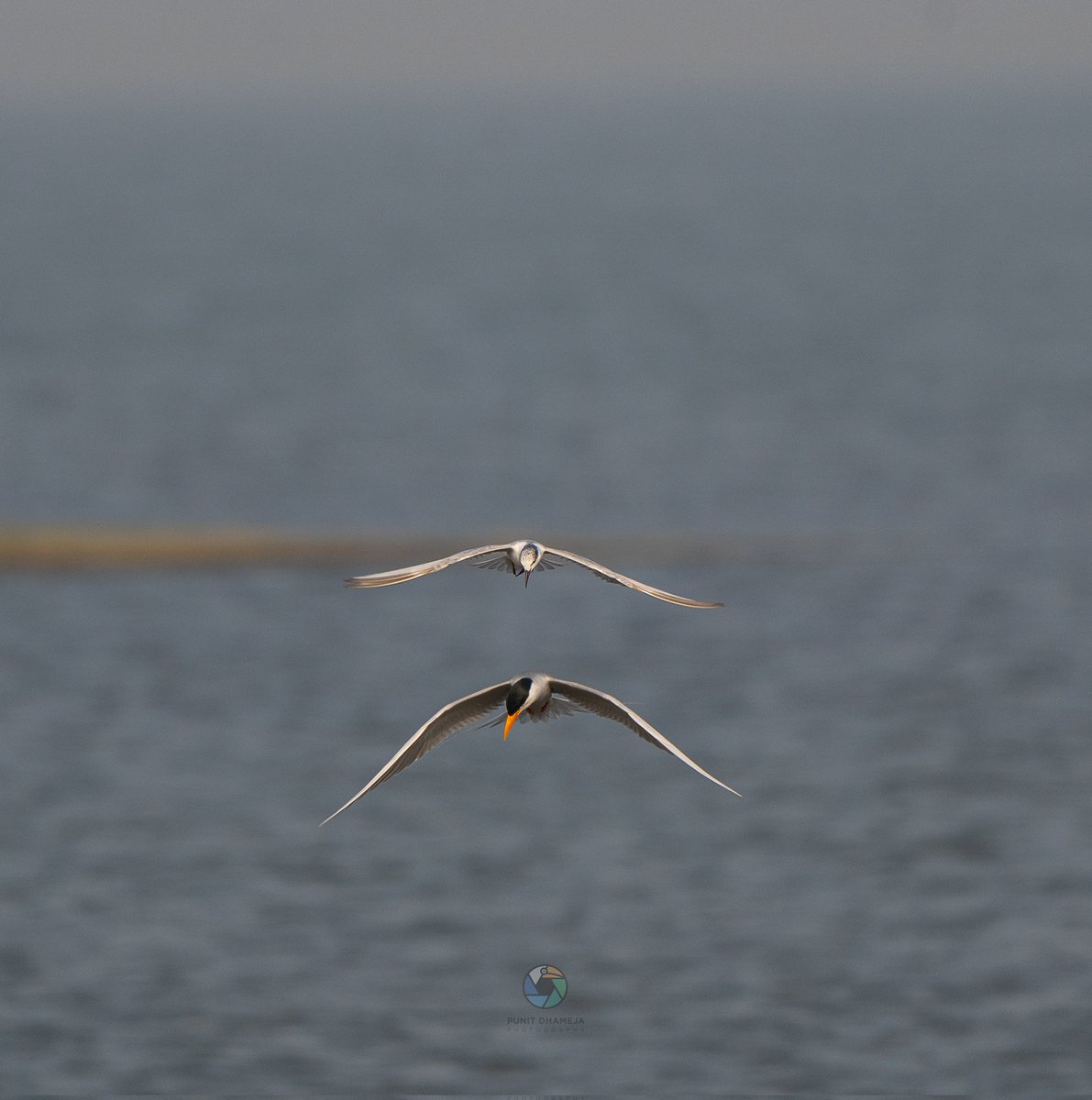 River Tern sub adult and adult flying one above. Pic from Bhigwan. #IndiAves #natgeoindia #birdwatching #incredibleindia #birdsphotography #naturephotography