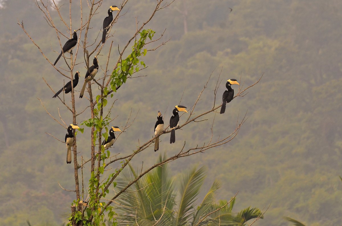 #FromTheArchives Charismatic, enigmatic, rare; call them what you may, #hornbills are some of the most captivating avians on the planet. Here is a quick rundown of the nine #hornbill species found in #India. 📷 Vijay Kumar DS - Malabar Pied Hornbills bit.ly/44PSOwn