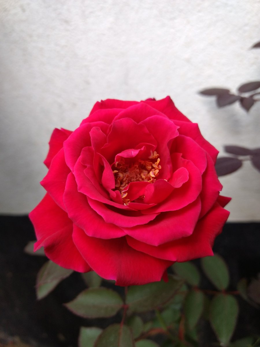 Added sugar
Beauty of Nature
In life
#poem #poetry #micropoetry #3lines #photo #rose #nature #photography #myphotography