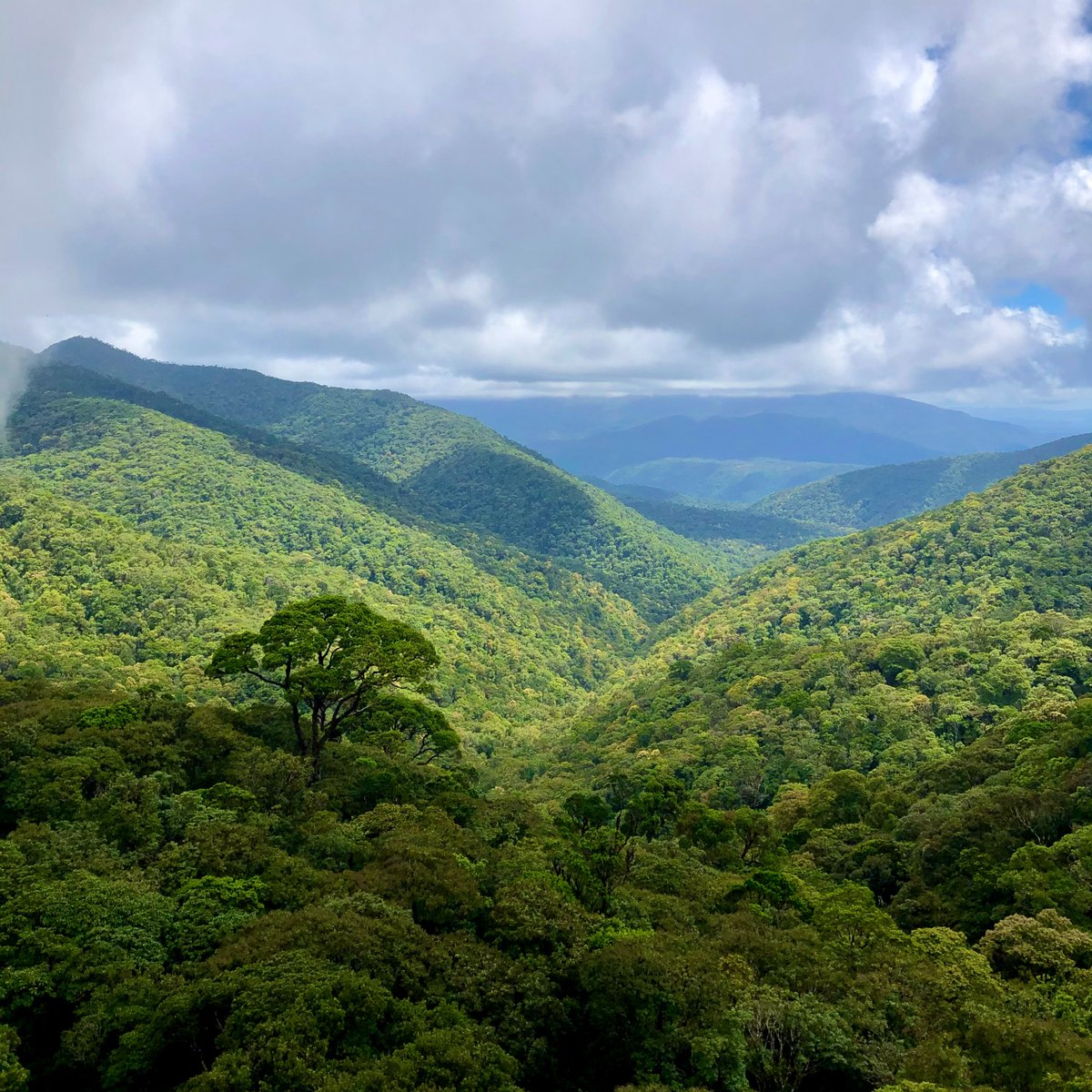 How does elevated temperature and vapour pressure deficit impact leaf gas exchange and plant growth in tropical rainforest trees? The first chapter of my PhD is now out in @NewPhyt nph.onlinelibrary.wiley.com/share/TAHHQUYS…